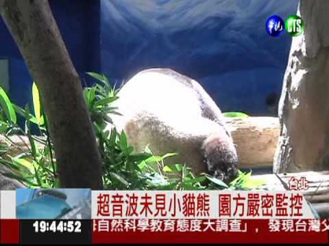貓熊圓圓有喜? 動物園"很樂觀"