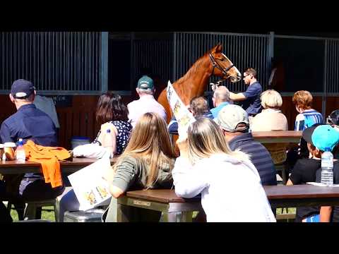 Sebring x Tango Fire Filly