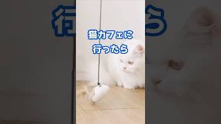 猫好きの妻が30年間猫を触れなかった理由