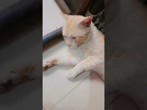 maira shairoo #love #catshorts #catsofyoutube #catslove #catstory