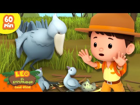 ¡UNA MADRE PÁJARO ALIMENTANDO A SUS BEBÉS! 🐓🐣 | Grandes Pájaros | Leo, El Explorador | Animación