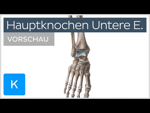 Knochen der unteren Extremität (Vorschau) - Anatomie des Menschen | Kenhub