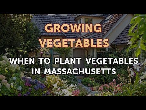 When to Pick Hungarian Hot Wax Peppers