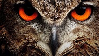 Download lagu SUARA PIKAT BURUNG HANTU TERBAIK PALING DI CARI mp3 Download lagu SUARA PIKAT BURUNG HANTU TERBAIK PALING DI CARI mp3