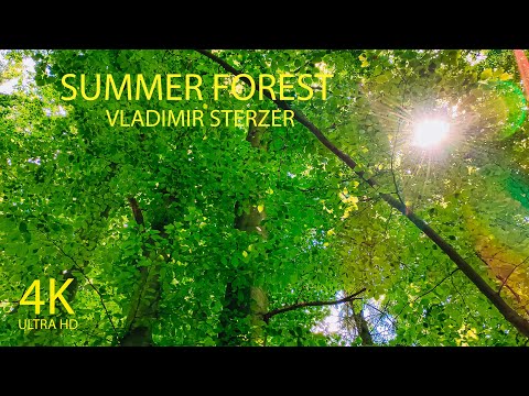 4K Video Nature, Summer Forest, Summer walk with beautiful green trees