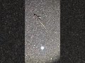 Huge salamander crosses road
