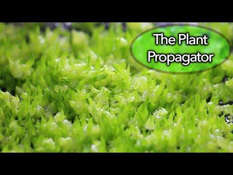 Secrets of Orchid Seedling Replating