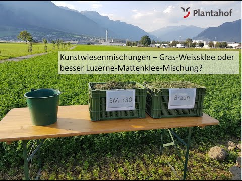 Kunstwiesenmischungen - Gras-Weissklee oder besser Luzerne-Mattenklee-Mischung?