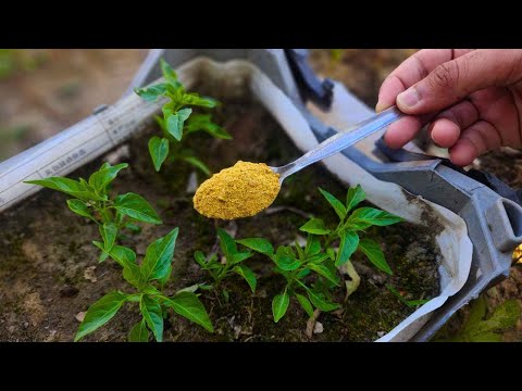 The SECRET Powder That Makes Plants Grow Faster & Repels Pests!