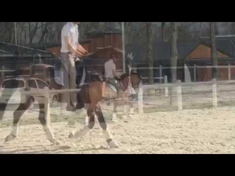 Nemax du Hans DRP 3 ans par PAV Nemax/Don't Worry étalon approuvé !!