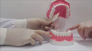 Radiologia em Odontopediatria