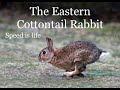 Eastern Cottontail Rabbits Mini Documentary