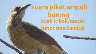 Download lagu mp3 suara pikat burung cucak timor|| suara pikat burung koak kikok ampuh mp3