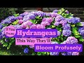 If You Prune Hydrangeas This Way They'll Bloom Profusely