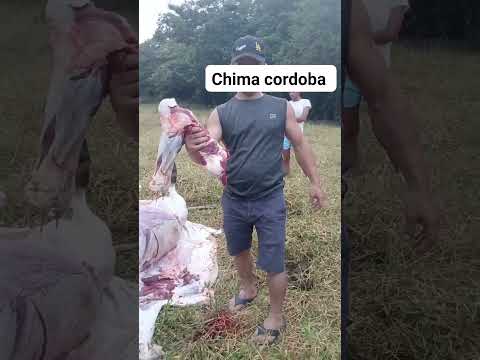 chima cordoba