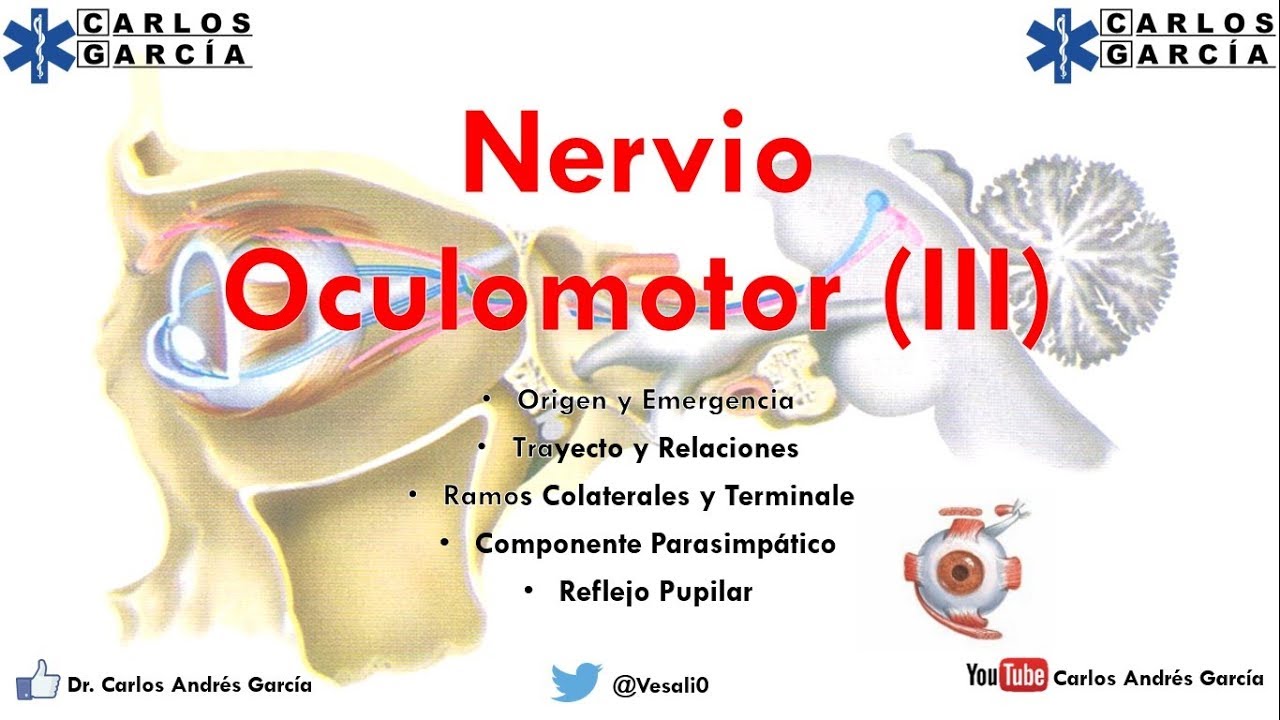 Anatomía - Nervio Oculomotor (Origen, Emergencia, Trayecto y Relaciones, Ramos)
