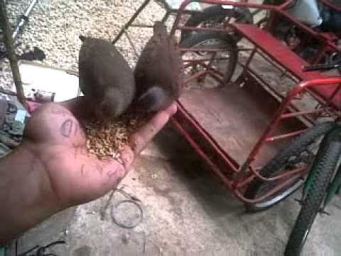 mis tortolitas domesticadas