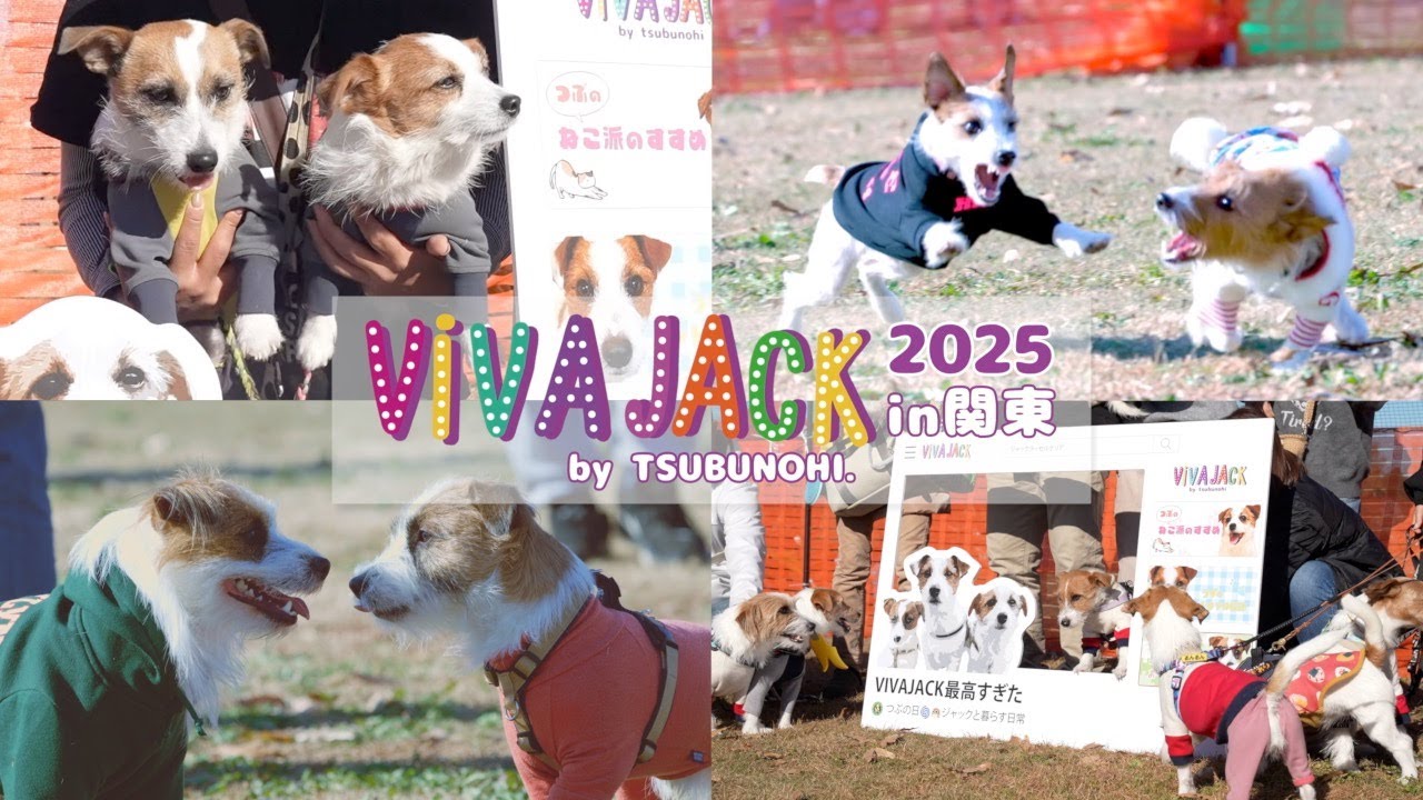 【VIVAJACK2025in関東】500名・300頭、ジャックの天国が幸せすぎた！/ジャックラッセルテリア