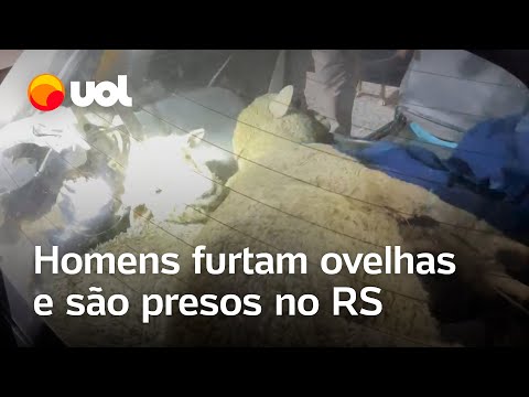 Ovelhas são furtadas de propriedade rural e recuperadas pela PRF em Bagé; homens são presos