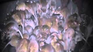 WOWCHI - RAT PSYCHO ( OFFICIAL VIDEO)