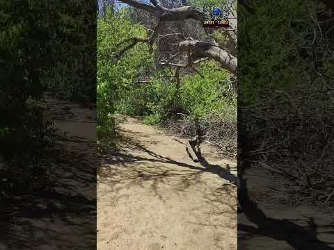 BOSQUE EL CAÑONCILLO - PACASMAYO - LA LIBERTAD  #ns200 #bajaj #pacasmayo