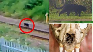 THE ABANDONED BEAST OF BODMIN MOORE CENTER