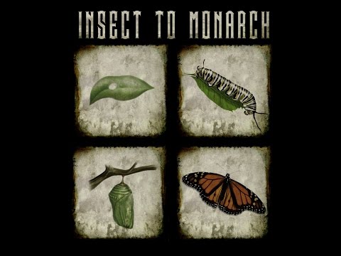 Insect To Monarch 