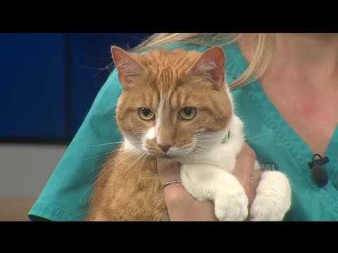 download lagu mp3 mp4 Shipping A Cat Across Country, download lagu Shipping A Cat Across Country gratis, unduh video klip Shipping A Cat Across Country