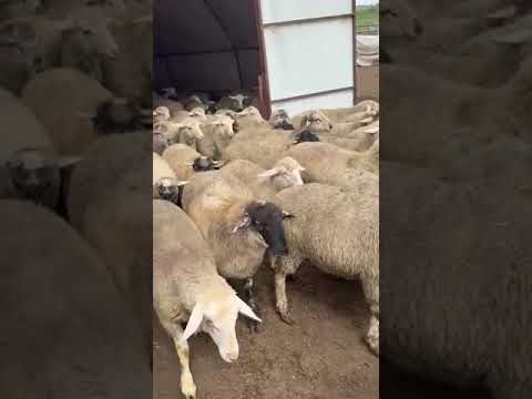 YUNUSBABA'nın ÇİFTLİĞİ - Kurban Bizim İşimiz