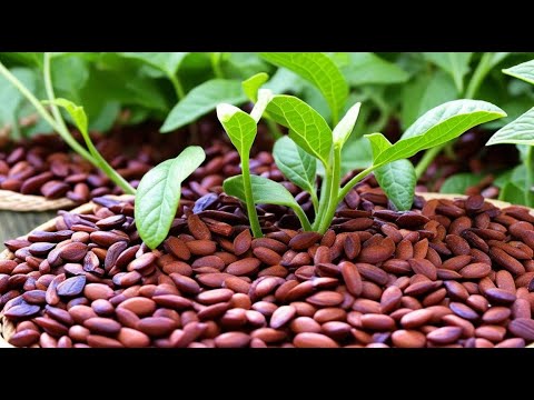 Beginner's Guide to Growing Pinto Beans: Step-by-Step