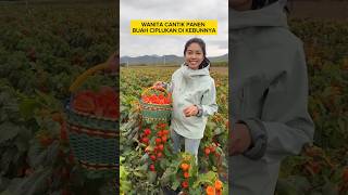 Download lagu Cape gooseberry harvest yields lots of fruit #shorts #creative mp3