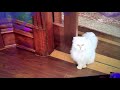 Stuart Little 2 Snowbell Sings A Song Scene