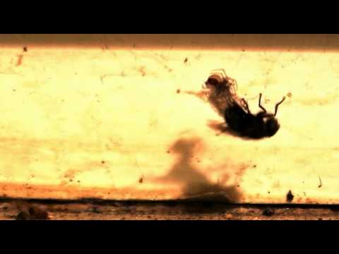 Mr. Dat - Co dokáže strakapoud