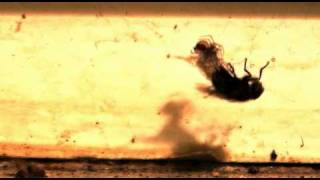 Video Co dokáže strakapoud