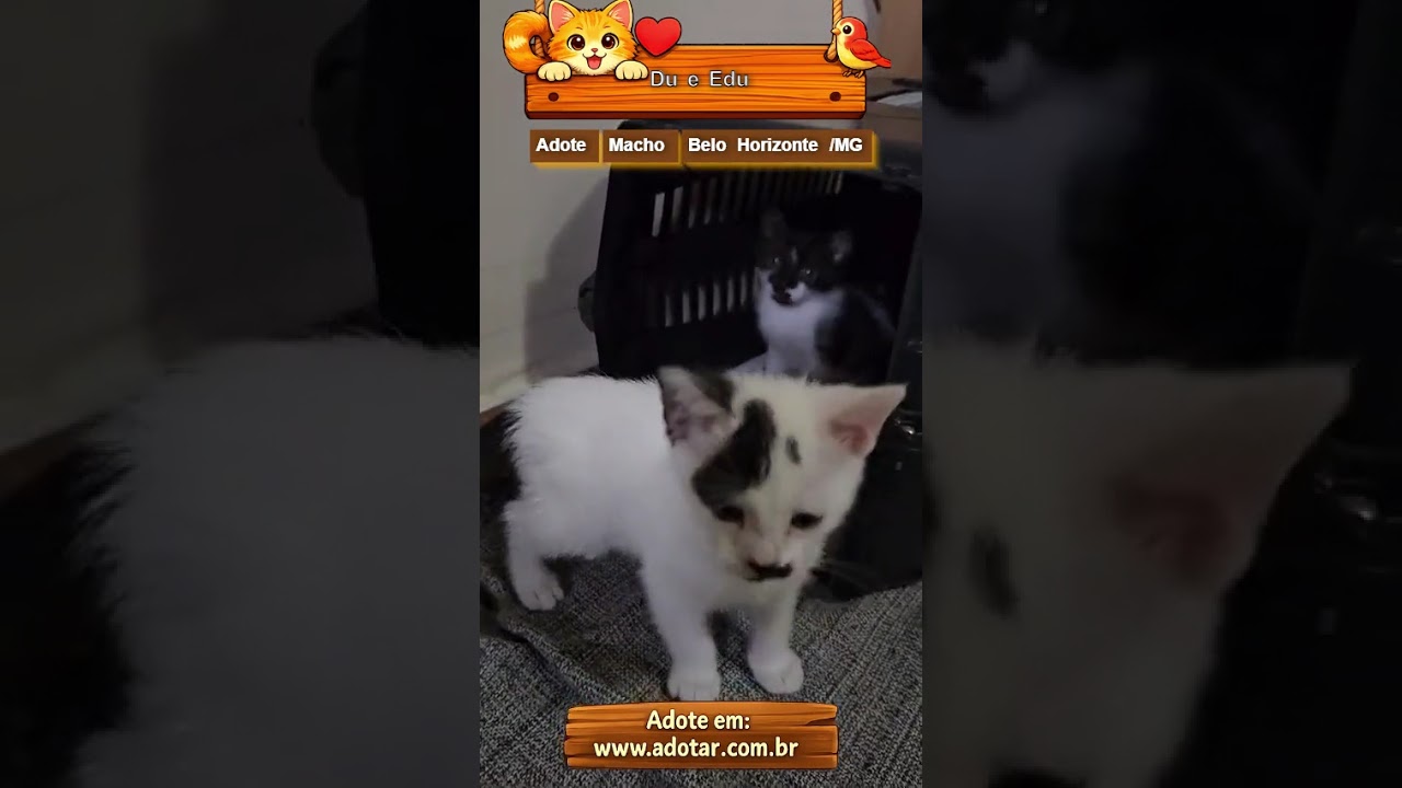 Gato raça SRD-ViraLata idade 2 a 6 meses nome Du e Edu