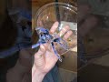 Amazing blue tarantula - P sazimai