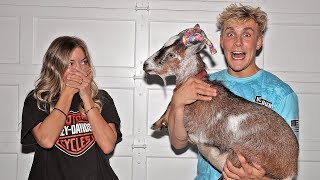 I MADE MY GIRLFRIEND CRY! (emotional)