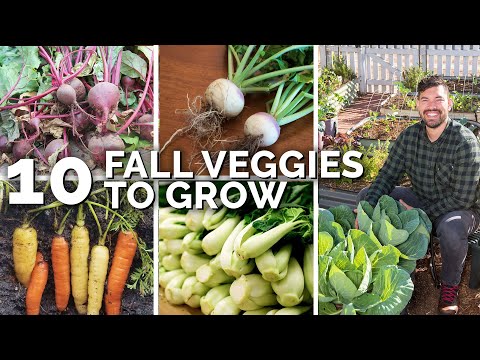 Thinning Seedlings How to Select The Healthiest Seedlings