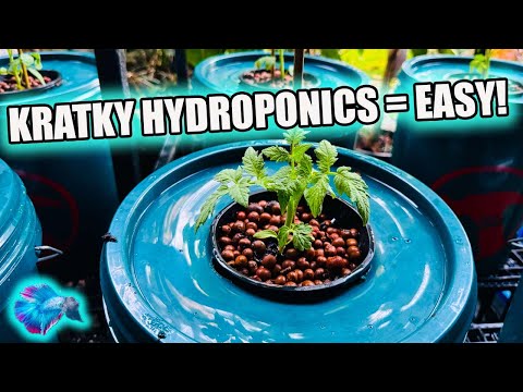 KRATKY HYDROPONICS - THE BEST LOW COST SYSTEM!