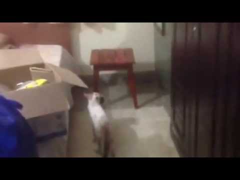 animal's   insecurities/kitten location  shift