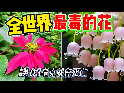 一定要認識的十種可怕花卉，触摸一下就要送醫，美丽外表之下的驚人危機#科普 #世界之最 #美麗花朵 #奇趣最top #花朵 #曼陀罗 #夹竹桃#铃兰#狼毒花#乌头#花卉