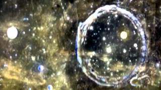 Is the Moon Made of Green Cheese?