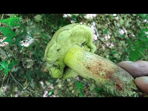 Caloboletus calopus (Boletus calopus) ljeponogi vrganj