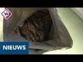 Massale sterfte onder spreeuwen in Den Haag - OMROEP WEST