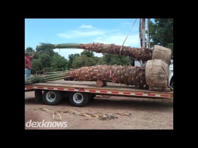 Tree Relocators - Scottsdale, AZ