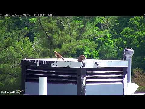 Red-tailed Hawk Fledgling L2 Gets Lunch Delivered By Big Red – June 8, 2022