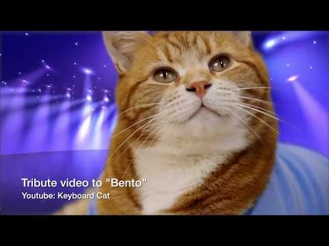 Keyboard Cat 3.0 debuts at Street Music Week 2019