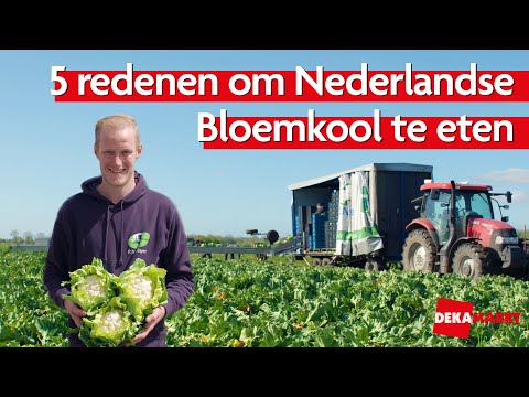 5 Redenen om Nederlandse Bloemkool te eten 🇳🇱 | Herkomst