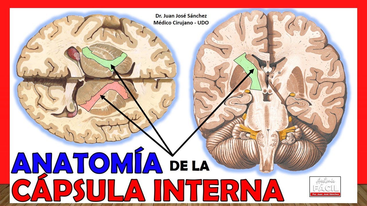 🥇 Anatomía de la CÁPSULA INTERNA. ¡Explicación Fácil y Sencilla!