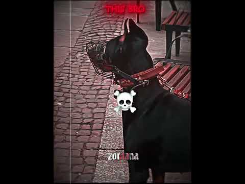 doberman is in war #aura #cold #viral #zontana_17 #foryoupage #ae #edit #strong #doberman